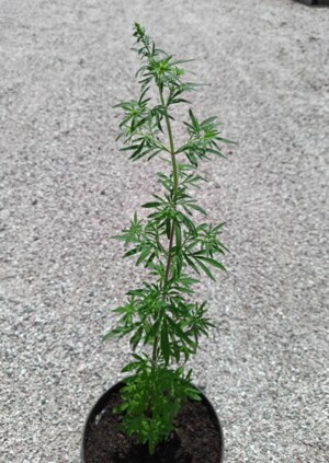 SCHIZONEPETA JEMNOLISTÁ (Schizonepeta tenuifolia) - Areál Žireč