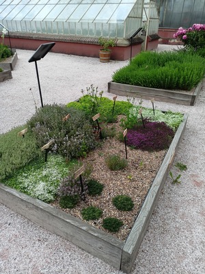 Záhon tymiánů a mateřídoušek